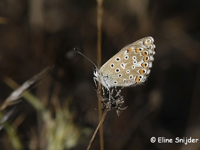 Adonisblauwtje - Lysandra bellargus | Vlinders Portugal