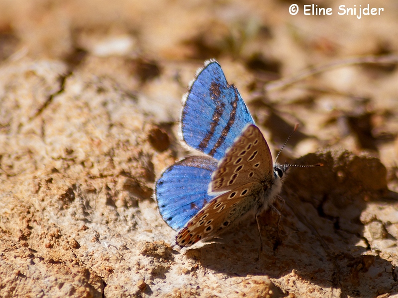 Adonisblauwtje - Lysandra bellargus | Vlinders Portugal