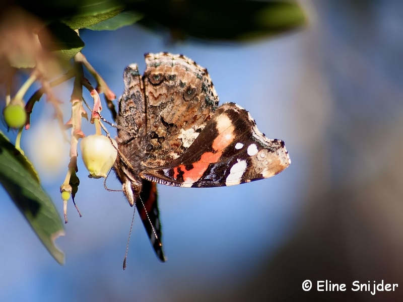 Atalanta - Vanessa atalantae Portugal