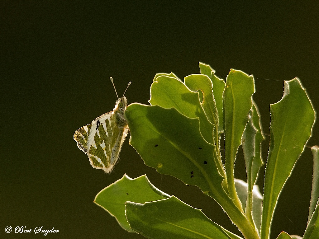 Gestreept Marmerwitje - Euchloe belemia Vlinderreis Portugal