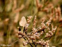 Klein Tijgerblauwtje - Leptotes pirithous Vlinderreis Portugal