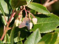 Klein Tijgerblauwtje - Leptotes pirithous Vlinderreis Portugal