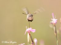 Kolibrievlinder - Macroglossum stellatarum Portugal