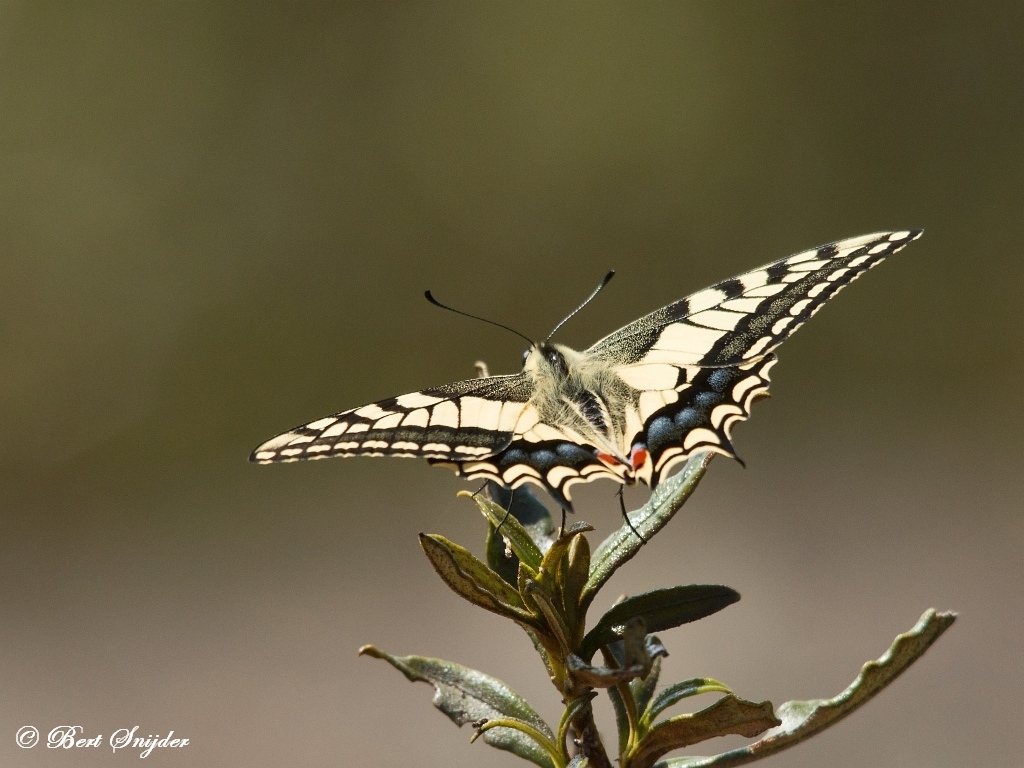 Koninginnenpage - Papilio machaon Portugal