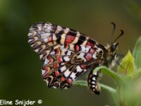 Pijpbloemvlinder - Zerynthia rumina