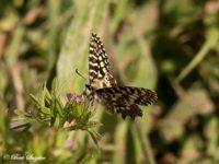 Spaanse Pijpbloemvlinder - Zerynthia rumina Vlinderreis Portugal
