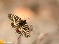 Spaanse Pijpbloemvlinder - Zerynthia rumina Vlindervakantie Portugal