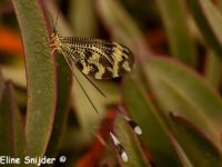 Spaanse Wimpelstaart - Nemoptera bipennis Portugal