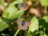 Tijgerblauwtje - Lampides boeticus Vlinderreis Portugal
